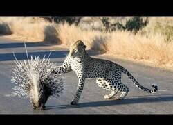 Enlace a Un enfrentamiento entre un leopardo y un puercoespín corta el tráfico de una carretera