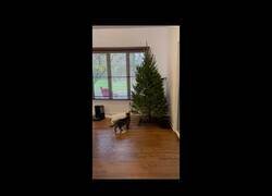 Enlace a El mecanismo definitivo para proteger tu árbol de navidad de los gatos
