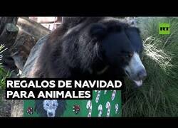 Enlace a Animales de zoológico reciben sus regalos de Navidad