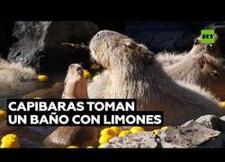 Enlace a Capibaras se relajan en un baño con limones