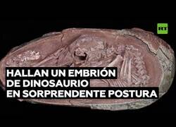 Enlace a Hallan un embrión de dinosaurio perfectamente conservado