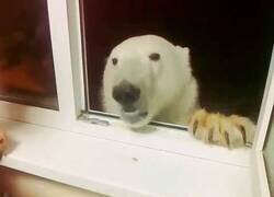 Enlace a Cuando en Rusia viene un pequeño animalito a pedir comida a tu ventana
