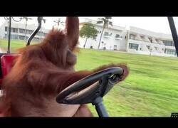 Enlace a Orangután conduce un carrito de golf con una sola mano