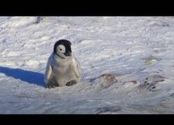 Enlace a Bebé pingüino trata de hacer amigos