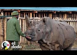 Enlace a El chico que cuida a los dos últimos rinocerontes blancos del Norte de la Tierra