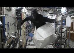 Enlace a Cuando cuelas tu disfraz de gorila en una misión espacial