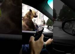 Enlace a Típico en Rusia: Un oso regula el tráfico junto a un policía
