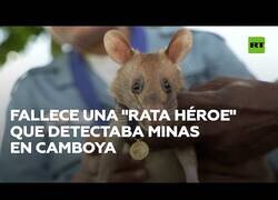 Enlace a Muere una rata que ayudó a salvar muchas vidas