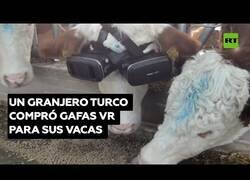 Enlace a Un granjero turco pone gafas de realidad virtual a sus vacas