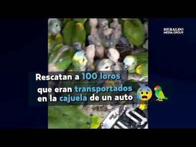 Rescatan a 100 loros transportados ilegalmente en el maletero de un coche