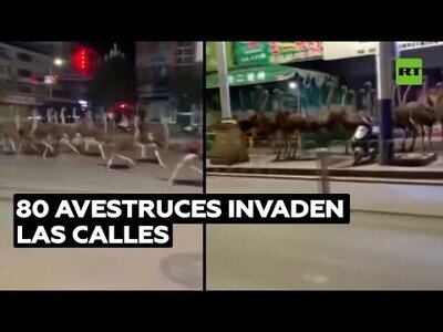 80 avestruces invaden las calles de China