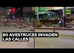 Enlace a 80 avestruces invaden las calles de China