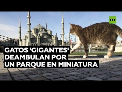 Gatos 'gigantes' pasean por un parque en miniatura