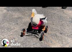 Enlace a El pato que utilizaba silla de ruedas