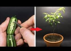 Enlace a Así crece una planta de jalapeño en 126 días