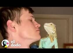 Enlace a Así es tener una iguana como mascota