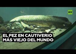 Enlace a El pez de acuario más viejo del mundo