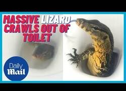 Enlace a Turista británico graba a un lagarto gigante saliendo de un inodoro, en Tailandia