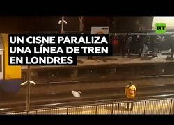 Enlace a Un cisne paraliza una línea de tren en Londres