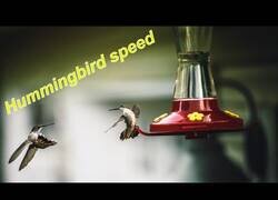 Enlace a Así se ve a un colibrí en Slow Motion