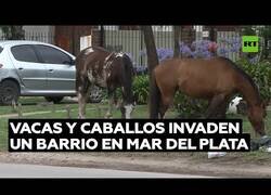 Enlace a Un barrio de Argentina es invadido por vacas y caballos
