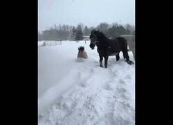 Enlace a Un pequeño caballo tratando de moverse por la nieve