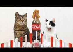Enlace a Cuando a un 'Efecto Dominó' le añades Coca-Cola, Mentos y gatos