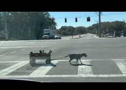 Enlace a Una madre perro tira de un carro con sus cachorros