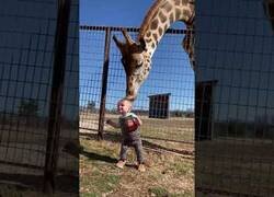 Enlace a Una jirafa le da un beso a un niño