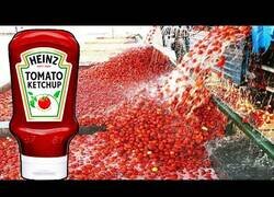 Enlace a ¿Cómo se hace el ketchup?
