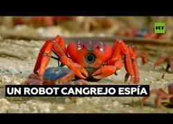Enlace a Un robot cangrejo 'espía' la ruta migratoria de los crustáceos