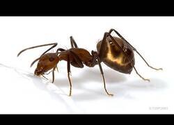 Enlace a ¿Cuánto tardan unas hormigas en beberse un trago de agua?