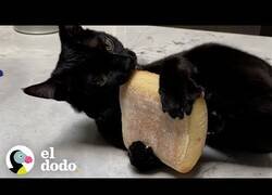 Enlace a El gato al que le encantaba comer pan
