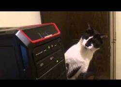 Enlace a Un gato confundido por la entrada de CD de un ordenador