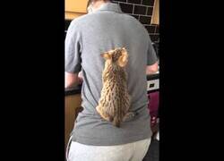 Enlace a Gatos trepan por la espalda de su dueño