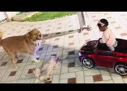 Enlace a Niña en un coche de juguete detiene una pelea de perros