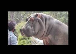 Enlace a Un guardia de seguridad de un zoo se enfrenta a un hipopótamo