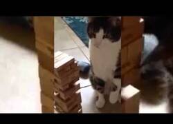 Enlace a Un gato juega al Jenga sin tirar la torre