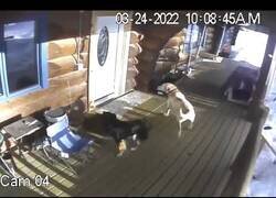 Enlace a Cámara de seguridad capta a un alce enfrentándose a perros en el porche de una casa particular