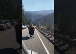 Enlace a Un bisonte obstruye el tráfico en una carretera