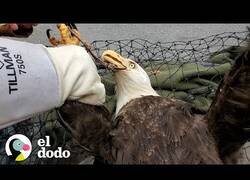 Enlace a Rescatistas salvan a un águila calva