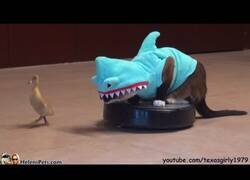 Enlace a Un gato disfrazado de tiburón subido a una Roomba persigue a un pato