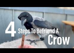 Enlace a Cómo hacerse amigo de un cuervo en sencillos pasos