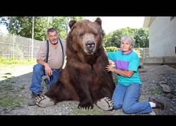 Enlace a Esta familia tiene un gran oso pardo como mascota