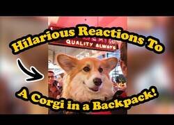 Enlace a Grabando las reacciones de la gente al ver un perro en una mochila