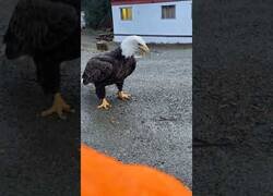 Enlace a Dando de comer huevos cocidos a un águila calva