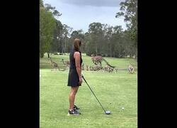 Enlace a Un campo de golf es invadido por canguros