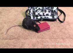 Enlace a Una rata busca un monedero dentro de un bolso y roba dinero
