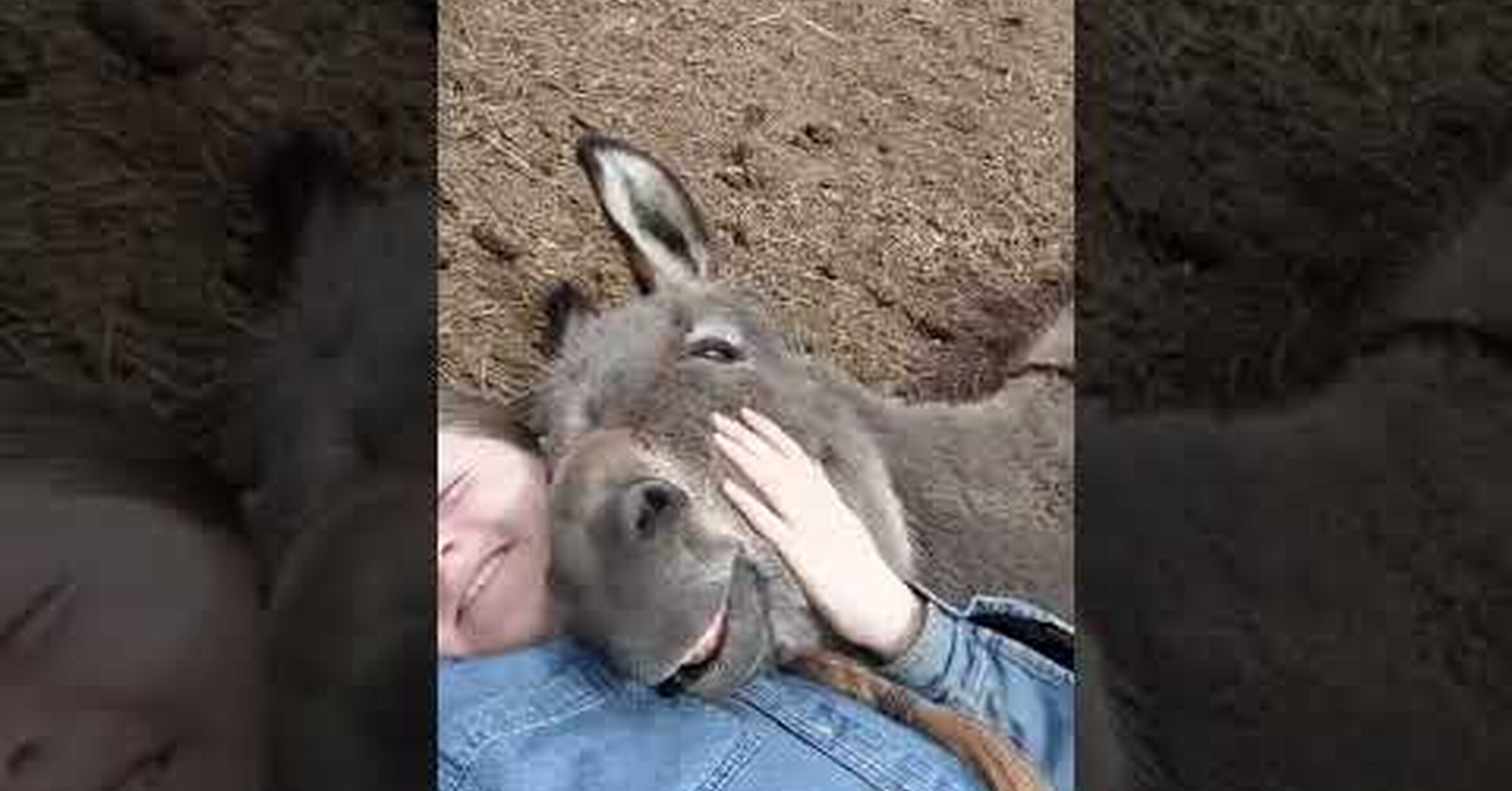 ¡no Tengo Tele Este Burro Sonríe Cuando Está Junto A Su Dueña