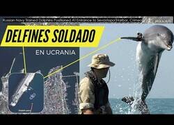 Enlace a Rusia entrena delfines para llevarlos a la guerra